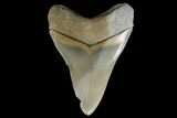 Serrated, Fossil Megalodon Tooth - Aurora, North Carolina #179721-1